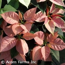 POINSETTIA MARBLE