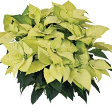 POINSETTIA NOVELTY