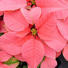 POINSETTIA PINK