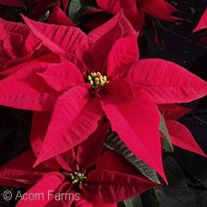 POINSETTIA RED