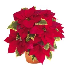 POINSETTIA TAPESTRY