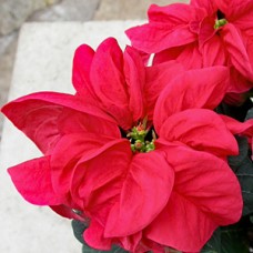 POINSETTIA WINTER ROSE