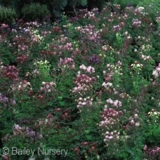 AQUILEGIA BIEDERMEIER