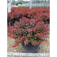 BERBERIS THU CRIMSON PYGMY