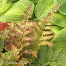 DRYOPTERIS ERY BRILLIANCE