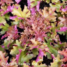 HEUCHERA ZIPPER