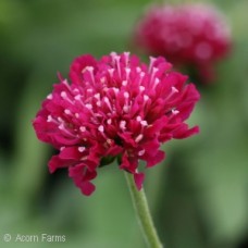 KNAUTIA MARS MIDGET