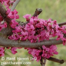 CERCIS CAN MERLOT