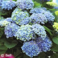 HYDRANGEA MAC EVERLASTING REV