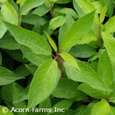 CORNUS ALBA LITTLE REBEL