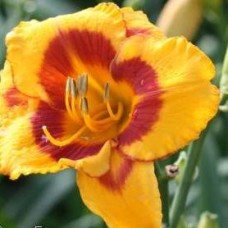 HEMEROCALLIS FOOLED ME