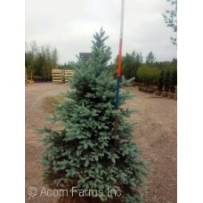 PICEA PUN BABY BLUE