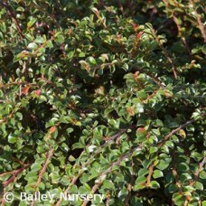 COTONEASTER API TOM THUMB