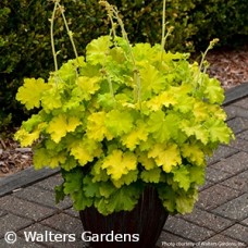 HEUCHERA LEMON LOVE