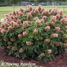 HYDRANGEA QUE MUNCHKIN