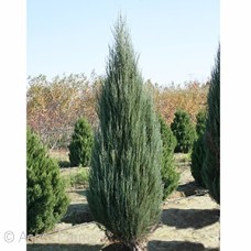 JUNIPERUS SCO BLUE ARROW