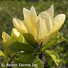 MAGNOLIA ACU YELLOW BIRD