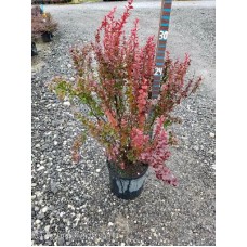 BERBERIS THU ORANGE ROCKET