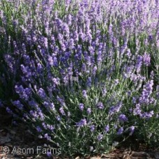 LAVANDULA ANG BIG TIME BLUE