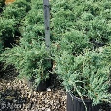 JUNIPERUS VIR GREY OWL