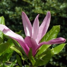 MAGNOLIA SUSAN