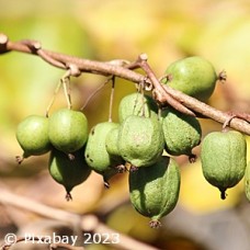 ACTINIDIA ARG ISSAI