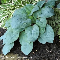 HOSTA BLUE HAWAII