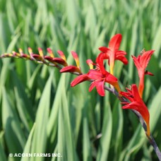 CROCOSMIA CUR LUCIFER