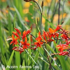 CROCOSMIA PRINCE OF ORANGE