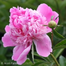 PAEONIA ALEX FLEMING