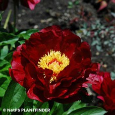 PAEONIA BUCKEYE BELLE