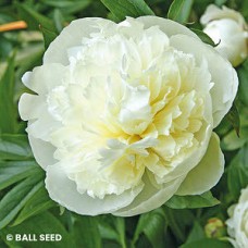 PAEONIA DUCHESS DE NEMOURS