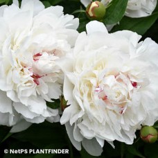 PAEONIA FESTIVA MAXIMA