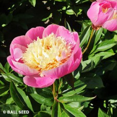 PAEONIA JAP BOWL OF BEAUTY