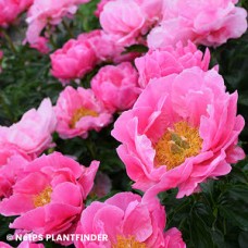 PAEONIA PAULA FAY