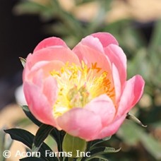 PAEONIA PINK HAWAIIAN CORAL