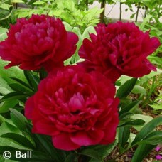 PAEONIA RED MAGIC