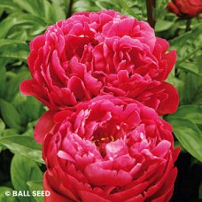 PAEONIA RED SARAH BERNHARDT