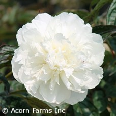 PAEONIA SHIRLEY TEMPLE