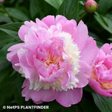 PAEONIA SORBET