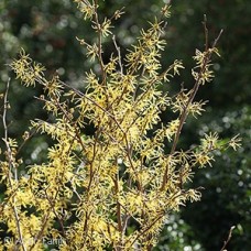 HAMAMELIS VIRGINIANA