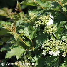 VIBURNUM OPULUS COMPACTUM