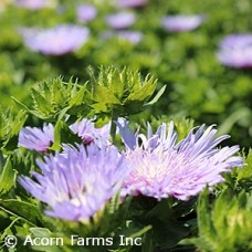 STOKESIA PEACHIES PICK