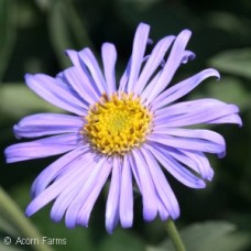 ASTER FRIKARTII MONCH