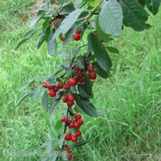 PRUNUS SWEET CHERRY PIE