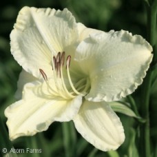 HEMEROCALLIS SUNDAY GLOVES