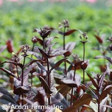 PENSTEMON DIG HUSKER RED