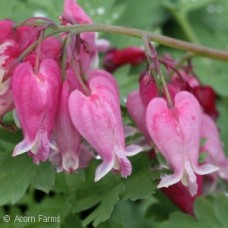 DICENTRA EXIMIA LUXURIANT