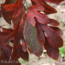 SASSAFRAS ALBIDUM