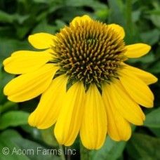 ECHINACEA LEMON YELLOW